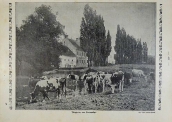 1917 - alter Druck - Viehherde am Gutsweiher